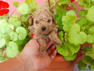 Caniche Toy perros - Anuncio 15