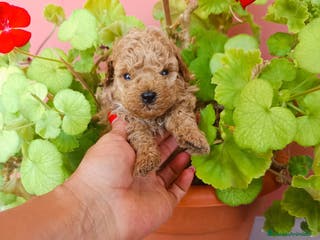 Caniche Toy perros Caniche toy - Anuncio 23