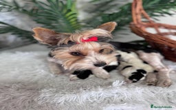 Yorkshire Terrier perros en venta: YORKSHIRE BIEWER - Imagen 4