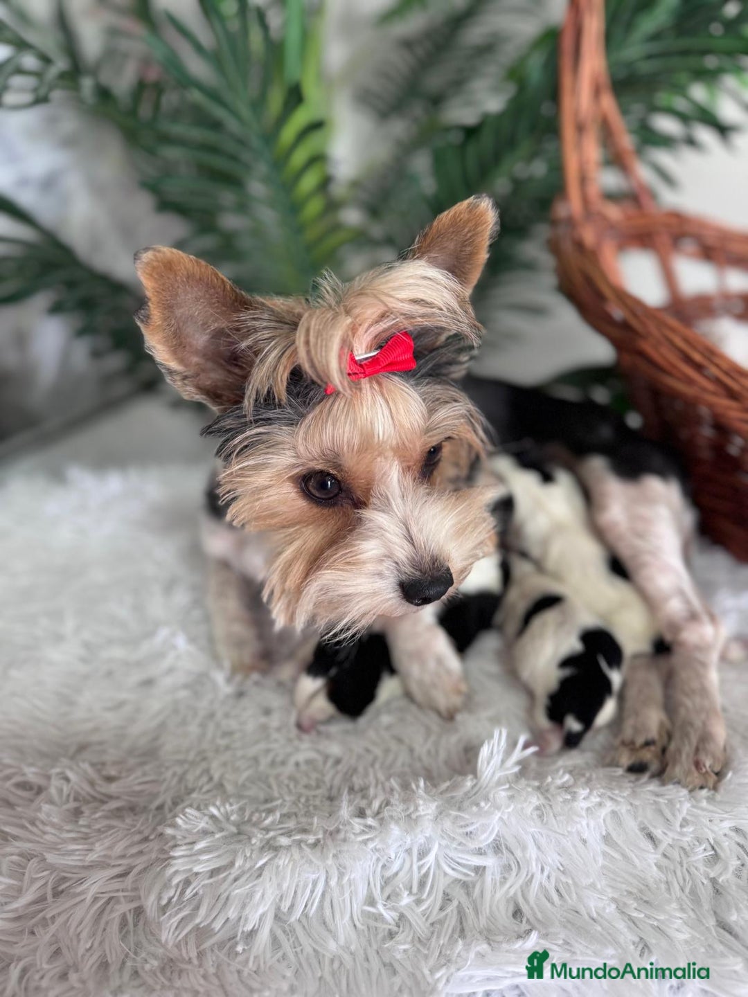 Yorkshire Terrier perros en venta: YORKSHIRE BIEWER - Imagen 4