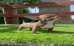 Chihuahua perros en venta: CHIHUAHUA HEMBRA - Imagen 3