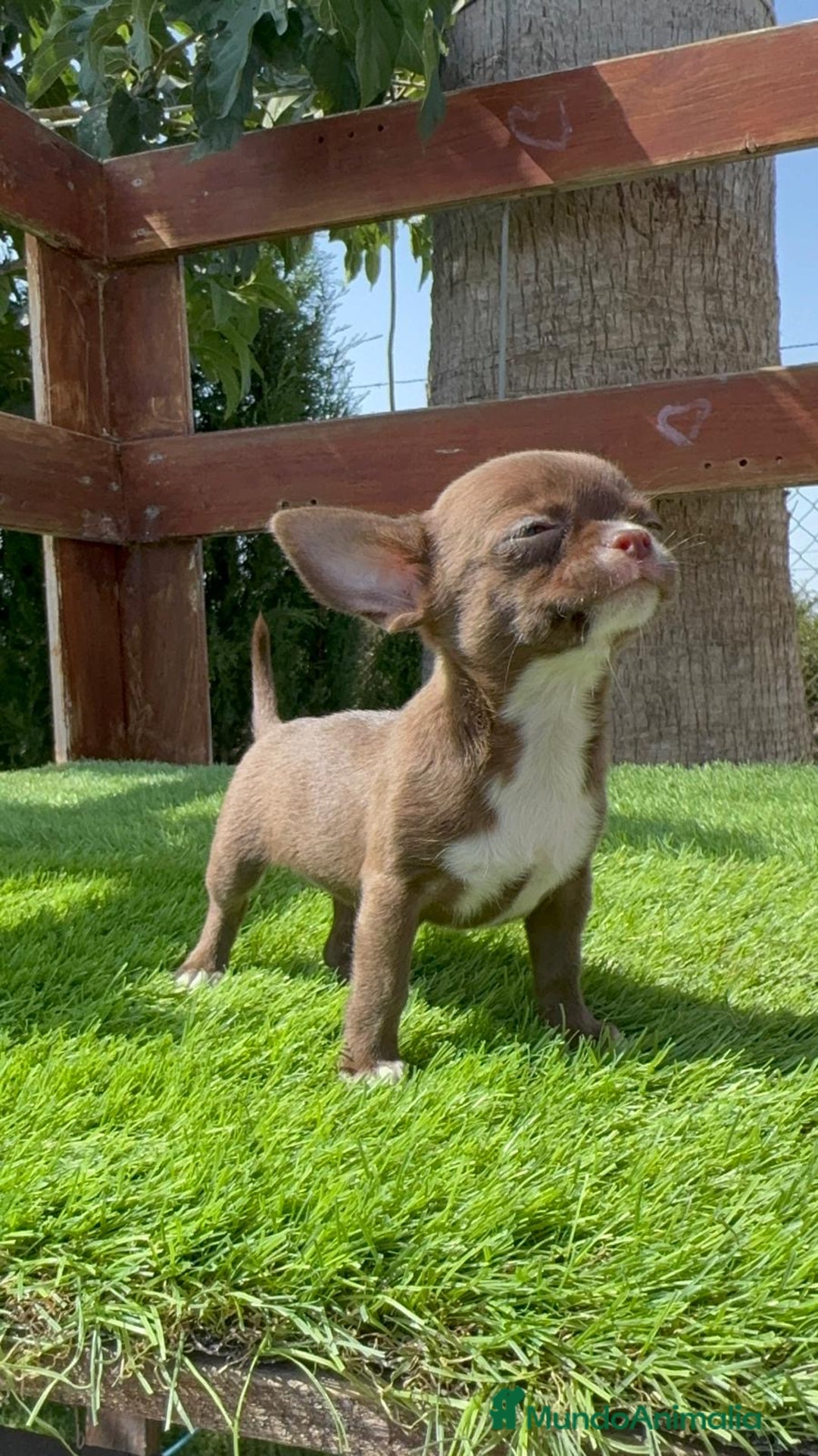 Chihuahua perros en venta: CHIHUAHUA HEMBRA - Imagen 3