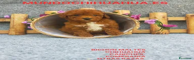 Caniche Toy Cachorro 4