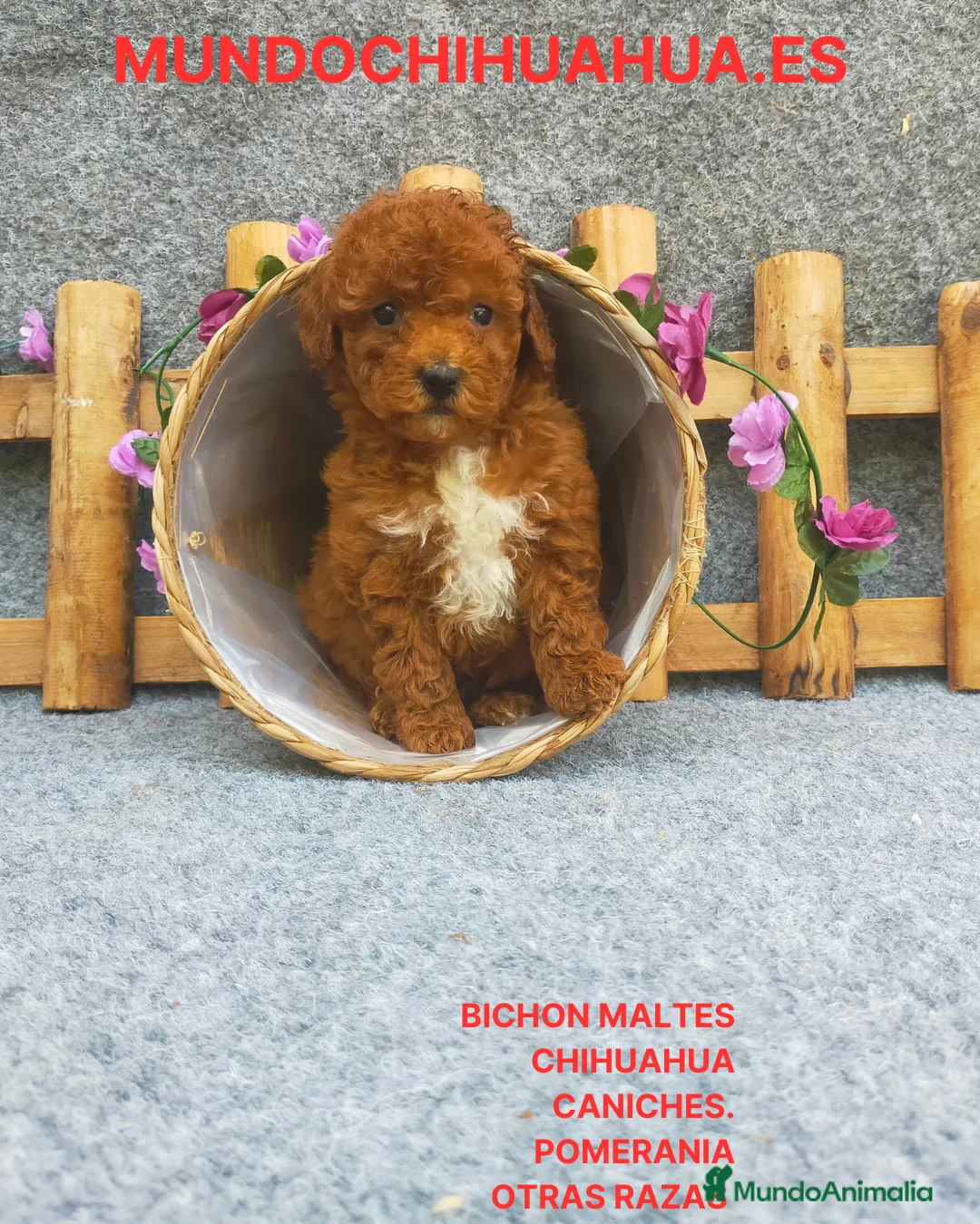 Caniche Toy perros en venta: PRECIOSOS CANICHE  ROJO LINEA TOY  - Anuncio 14