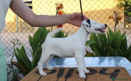 Fox Terrier de Pelo Liso perros en venta: Cachorros de fox Terrier  - Imagen 2