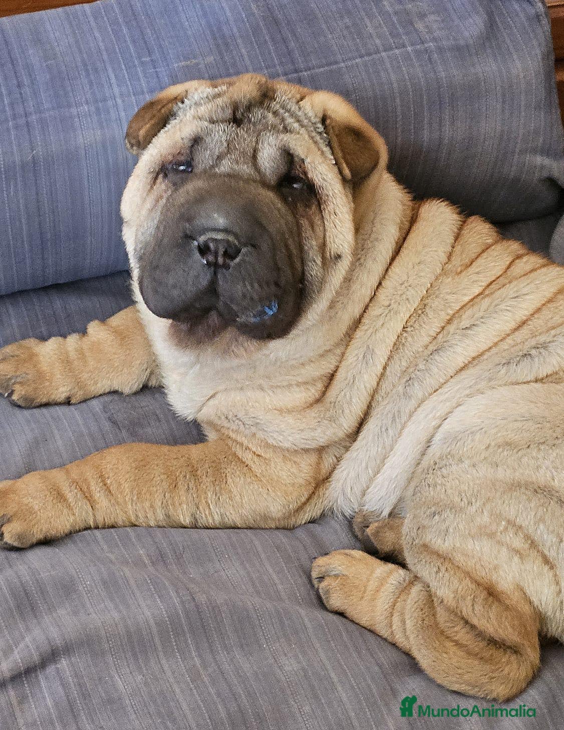 Shar Pei perros Sharpei linea americana  - Anuncio 2