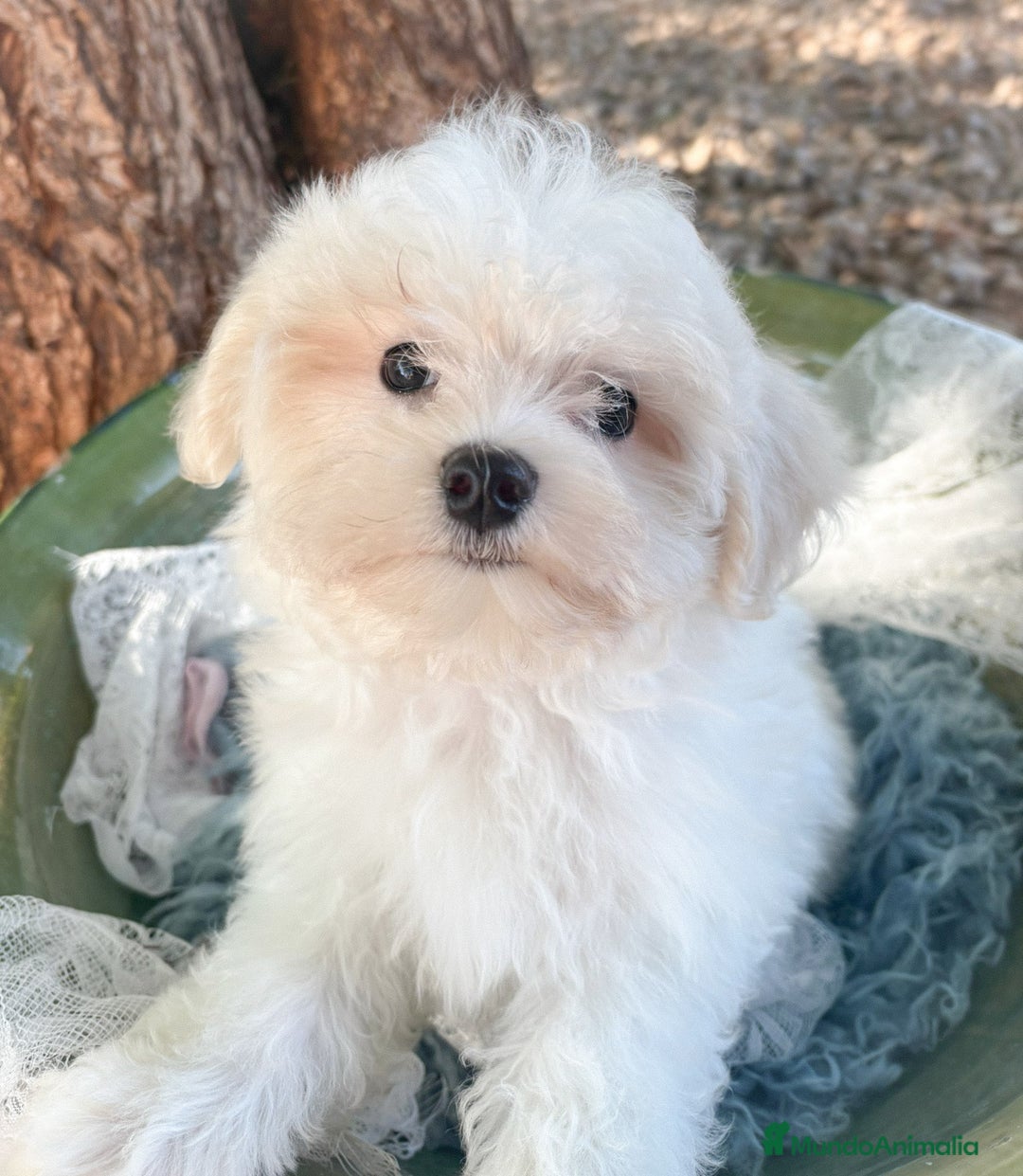 Bichón Maltés perros en venta: Precioso Cachorro de Bichon Maltes - Anuncio 2
