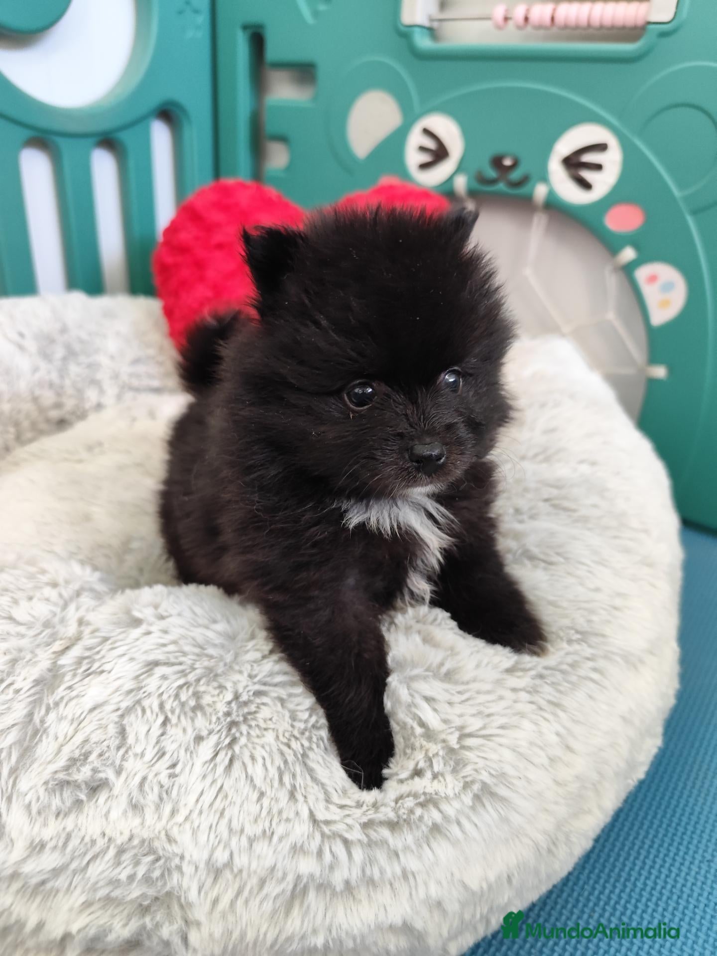 Pomerania perros Pomerania hembra  - Anuncio 2