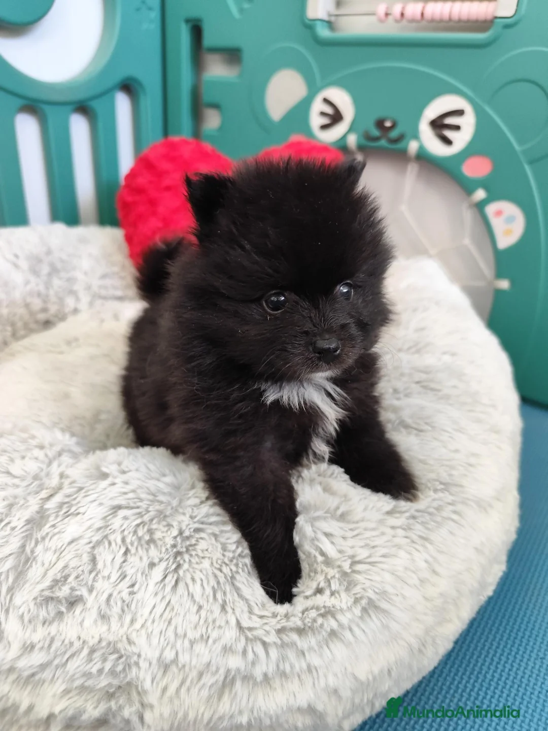 Pomerania perros en venta: Pomerania hembra  - Anuncio 1
