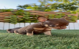 Chihuahua perros en venta: CHIHUAHUA MACHO - Imagen 2