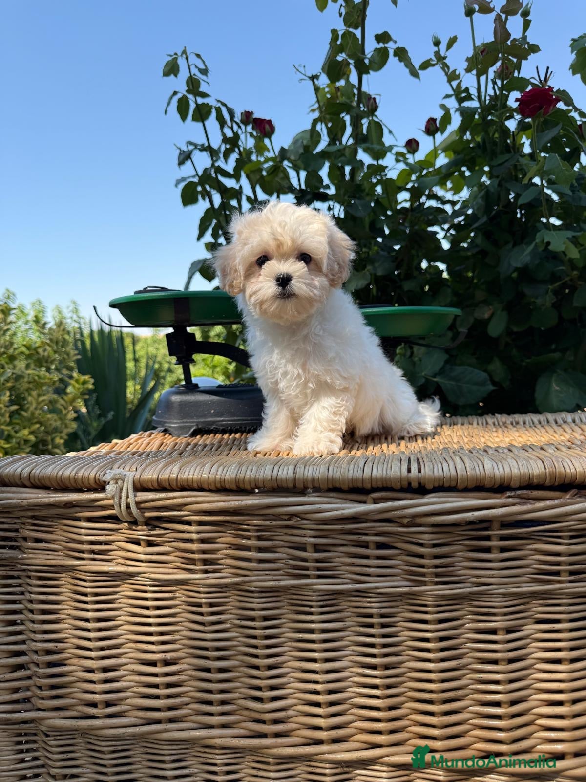 Maltipoo perros Maltipoo hembra toy disponible !!! - Anuncio 4