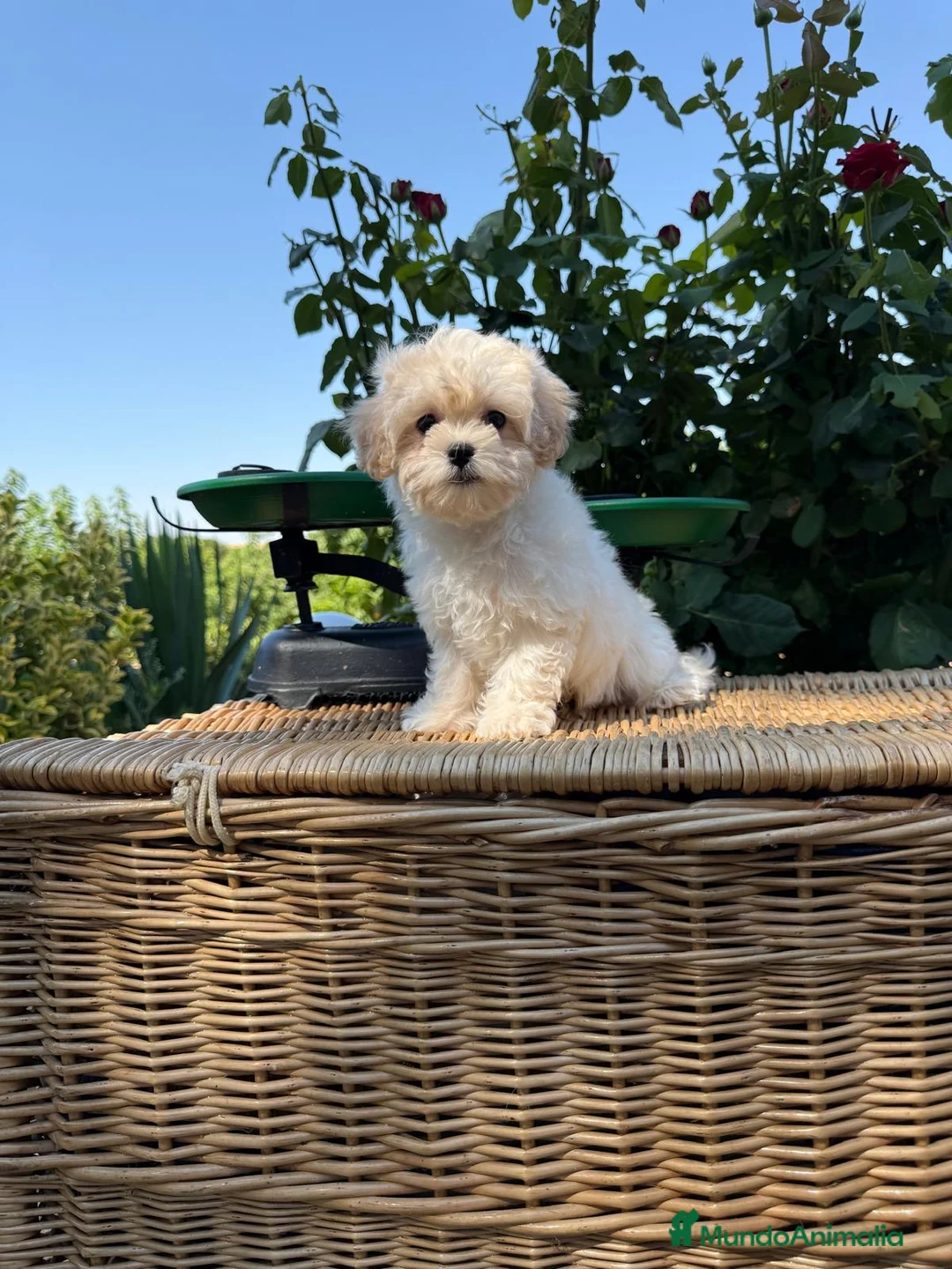 Maltipoo perros en venta: Maltipoo hembra toy disponible !!! - Anuncio 1