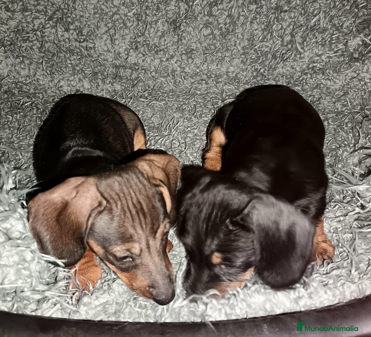 Teckel perros en venta: Teckel en Zaragoza - Anuncio 1