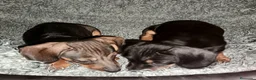 Teckel perros en venta: Teckel en Zaragoza - Anuncio 3