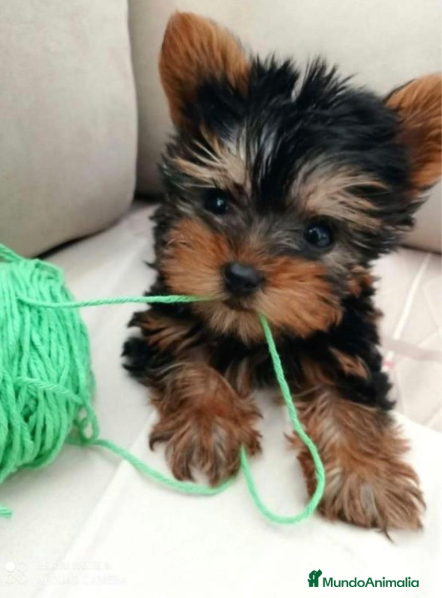 Yorkshire Terrier perros Yorkshire Vigo - Anuncio 8