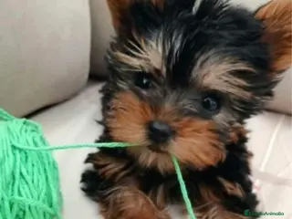 Yorkshire Terrier perros Yorkshire Vigo - Anuncio 15