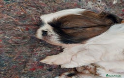 Shih Tzu perros en venta: Shih tzu último cachorro  en Burgos - Imagen 6