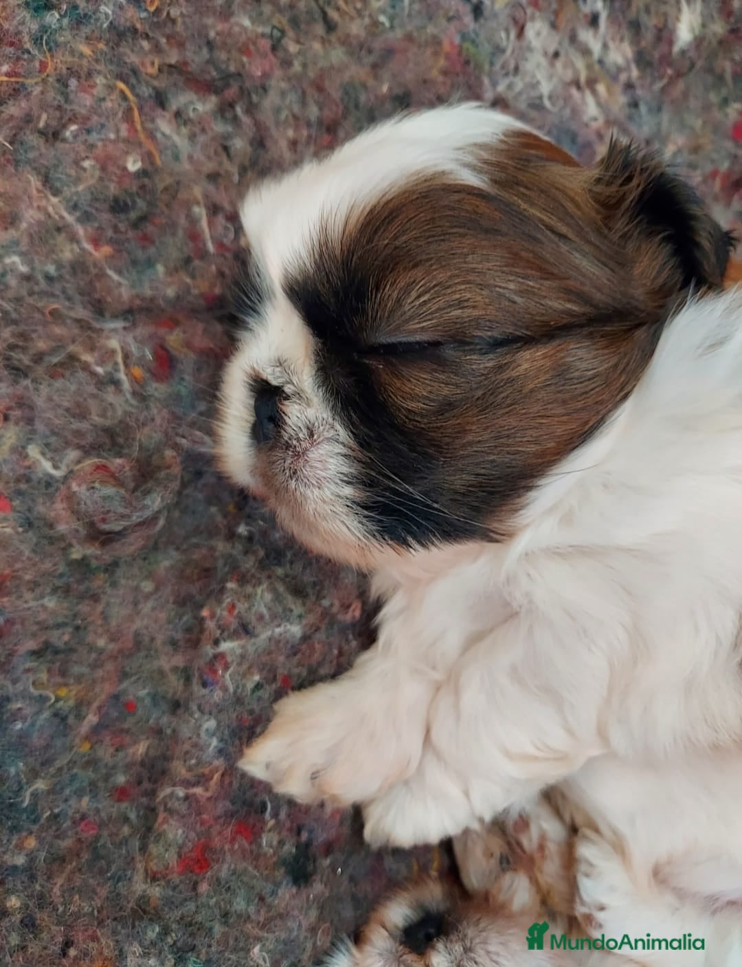 Shih Tzu perros en venta: Shih tzu último cachorro  en Burgos - Imagen 6