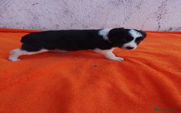 Border Collie perros en venta: Border collie  - Imagen 7