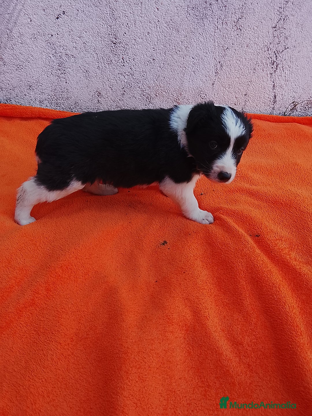 Border Collie perros en venta: Border collie  - Imagen 7