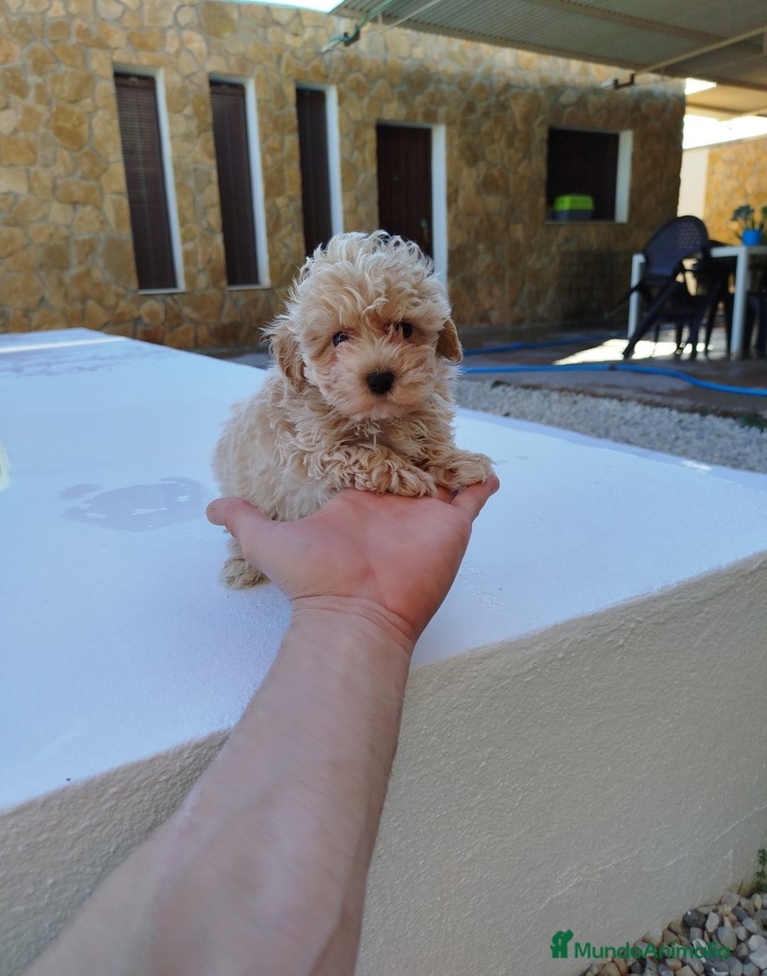 Maltipoo perros en venta: Maltipoo  - Anuncio 3