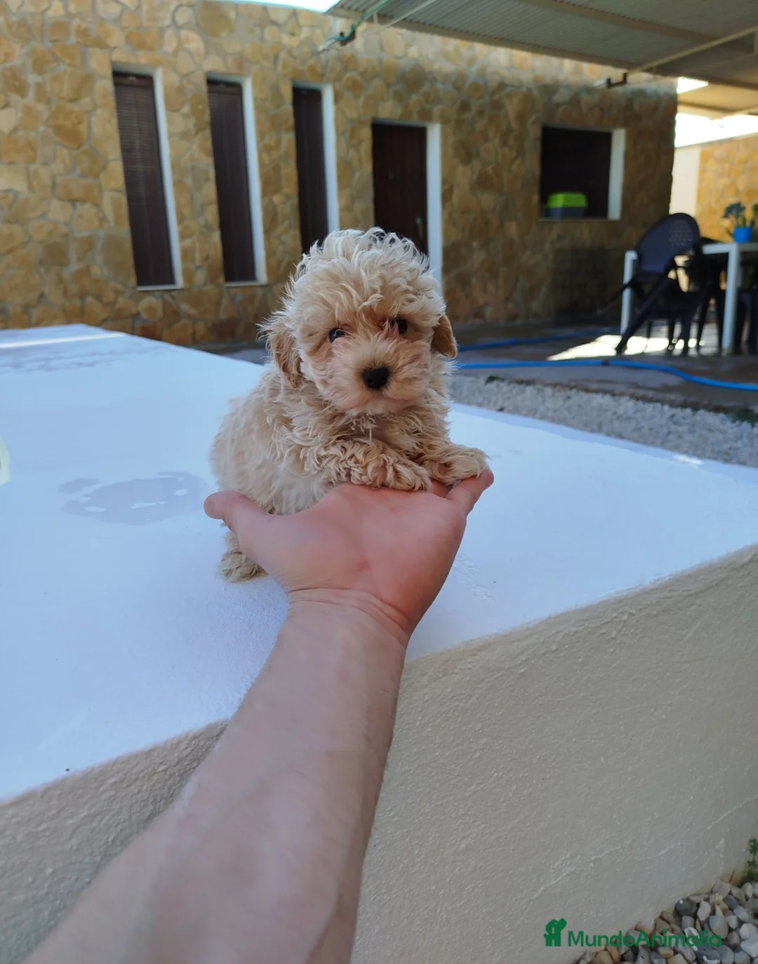 Maltipoo perros en venta: Maltipoo  - Anuncio 3