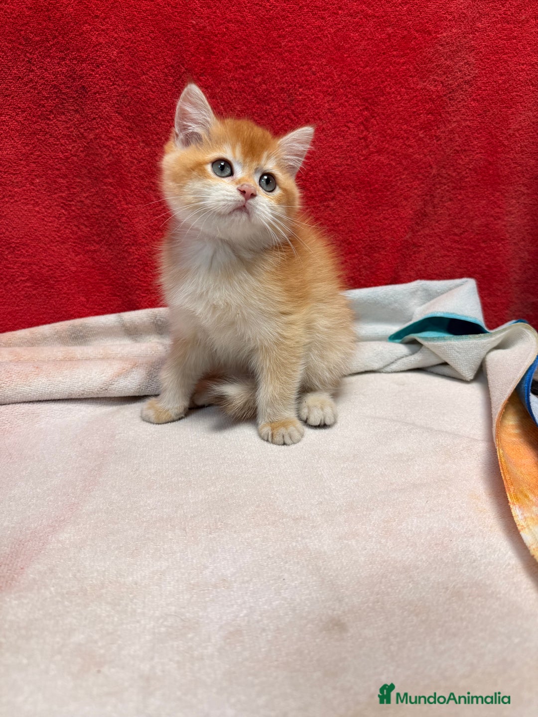 Británico de Pelo Corto gatos en venta: Monísimos British Golden  - Imagen 9