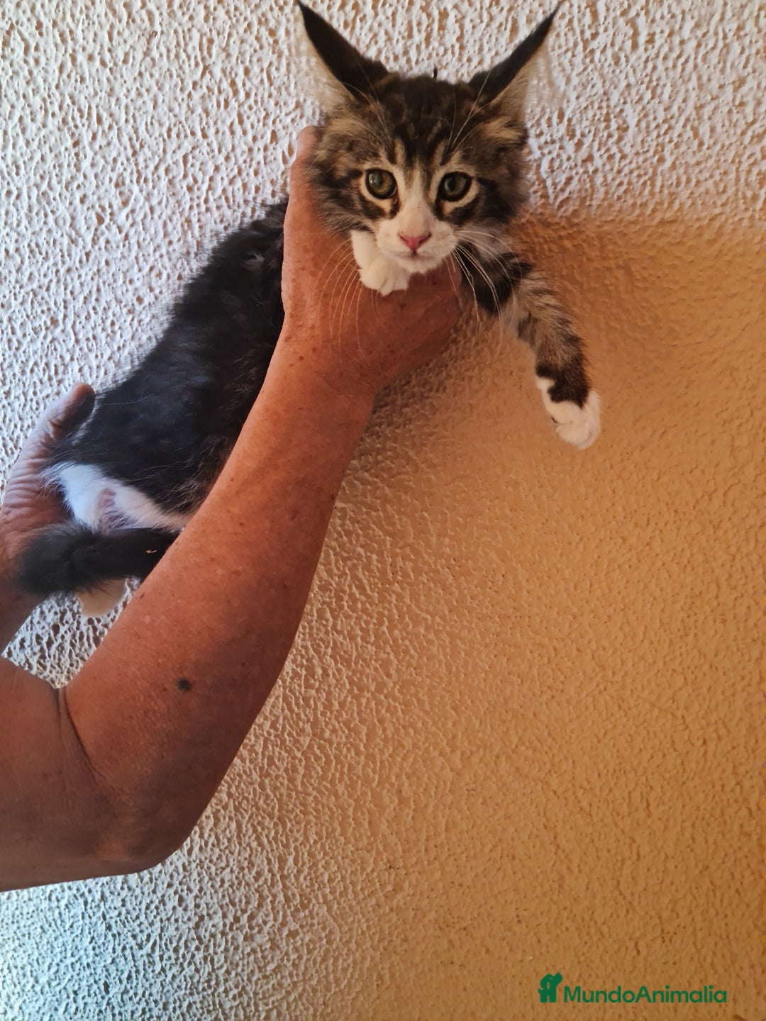 Maine Coon gatos en venta: Maine coom - Imagen 1