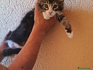 Maine Coon gatos - Anuncio 1