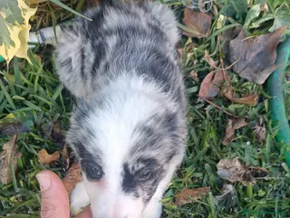 Border Collie perros Border collie merle - Anuncio 1