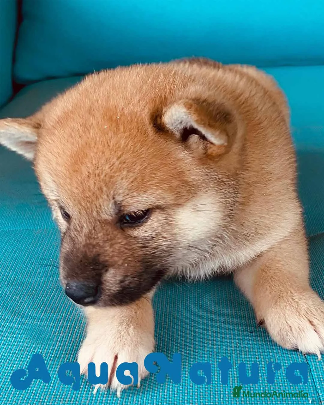 Shiba Inu perros en venta:  Shiba Inu Hembra de Magy 6942 - AQUANATURA en Barcelona - Anuncio 4