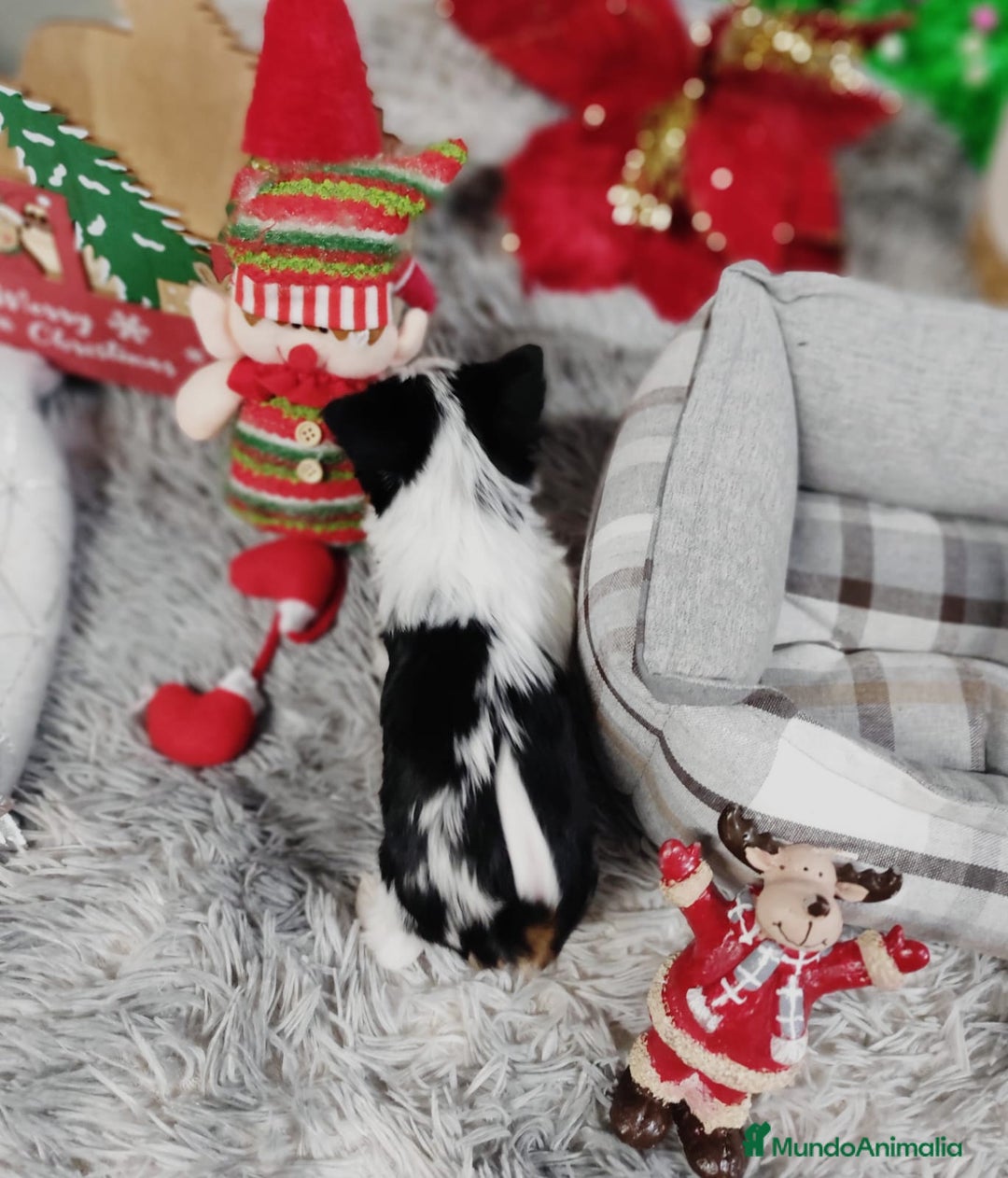 Biewer Yorkshire Terrier a la Pom Pon perros en venta: Yorkshire biewer toy  - Anuncio 10