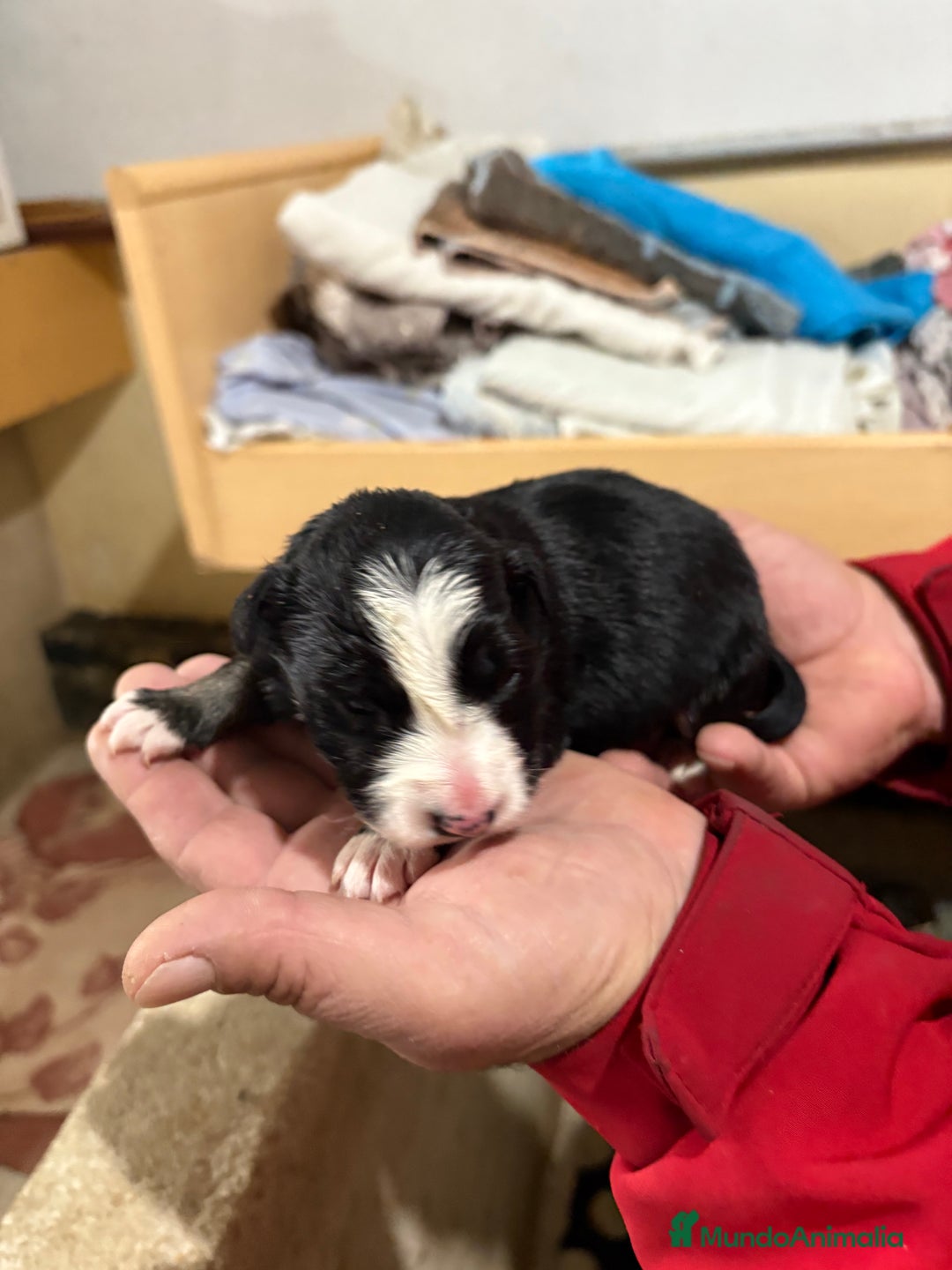 Border Collie perros en venta: Cachorros border collie machos y hembras varios  - Anuncio 22