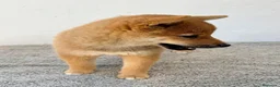 Shiba Inu perros en venta: Shiba Inu - Anuncio 9