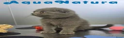 Scottish Fold gatos en venta: Scottish Fold Hembra 6338 AQUANATURA - Anuncio 5