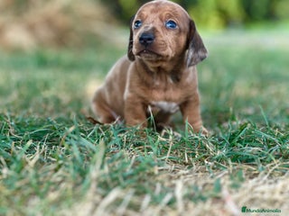 Teckel perros - Anuncio 3