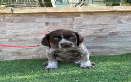 Braco Alemán de Pelo Duro perros en venta: Disponibles cachorros de drahthaar - Imagen 1