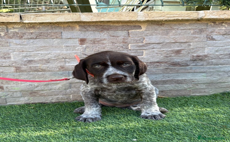 Braco Alemán de Pelo Duro perros - Anuncio 1