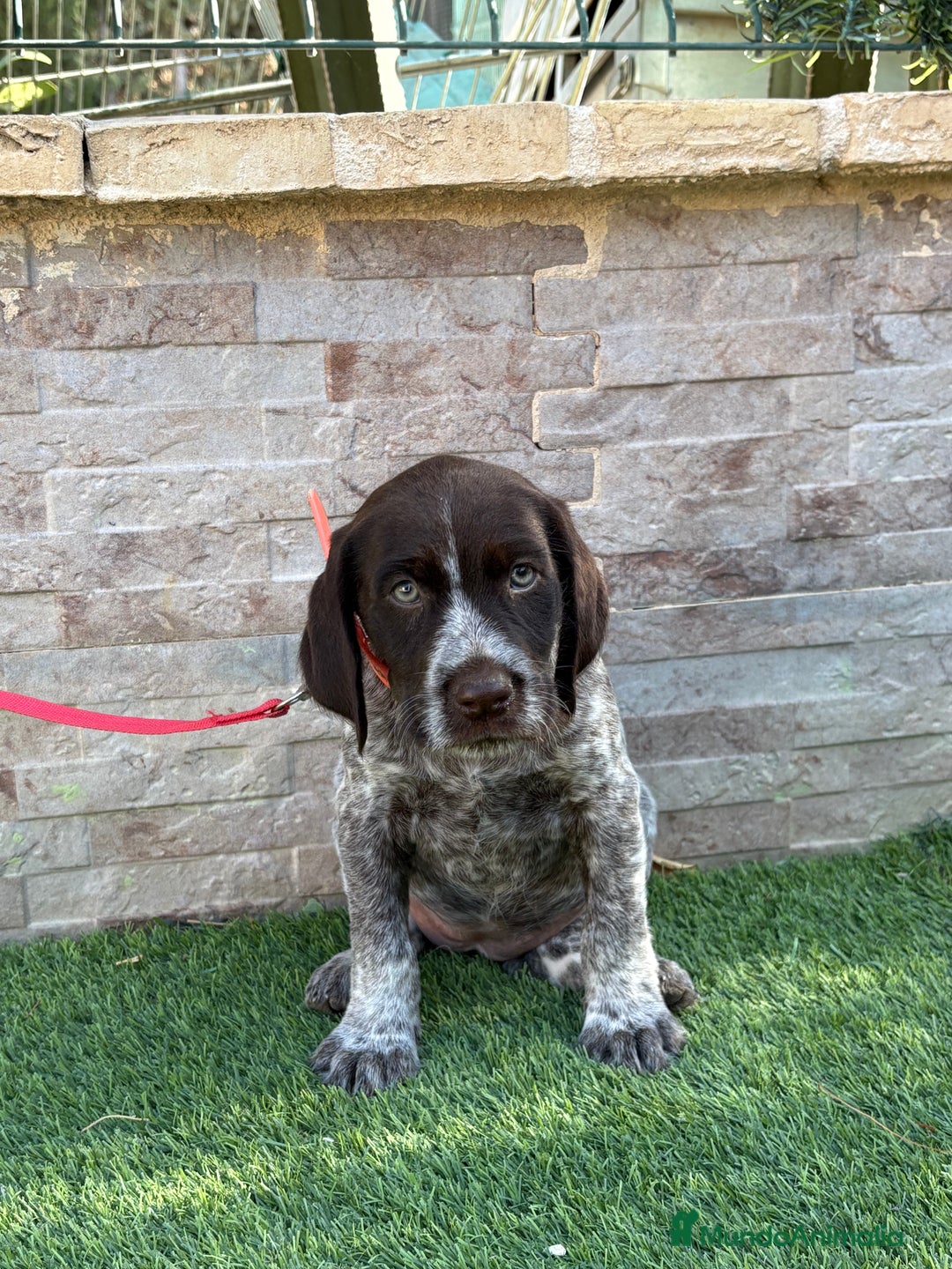 Braco Alemán de Pelo Duro perros en venta: Disponibles cachorros de drahthaar - Imagen 1