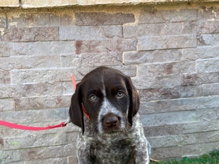 Braco Alemán de Pelo Duro perros - Anuncio 1