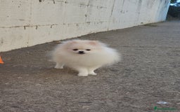 Pomerania perros en venta: Machito white-crema  - Imagen 2
