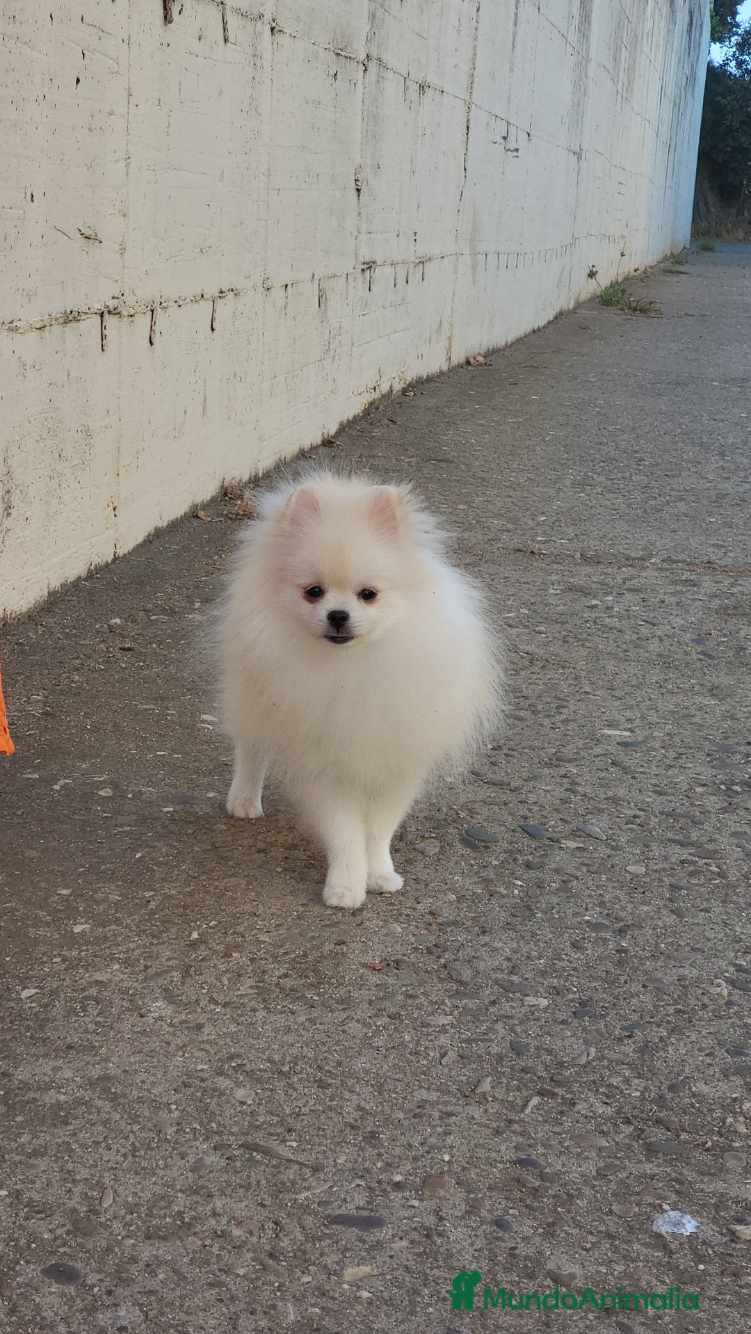 Pomerania perros en venta: Machito white-crema  - Imagen 2