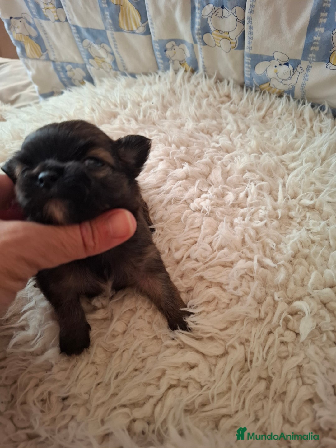 Chihuahua perros en venta: Magníficos chihuahuas de pelo largo - Imagen 2