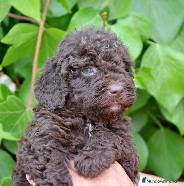 Perro de Agua Español perros CACHORRO DE PERRO DE AGUA  - Anuncio 1