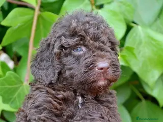 Perro de Agua Español perros CACHORRO DE PERRO DE AGUA - Anuncio 1