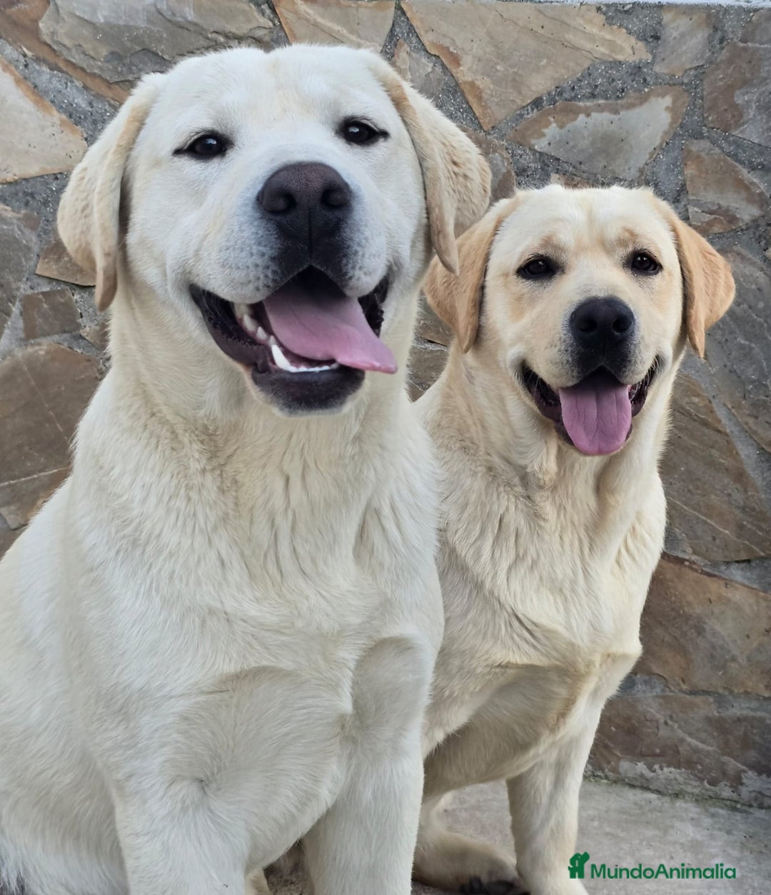 Imagen de galería {{count}}