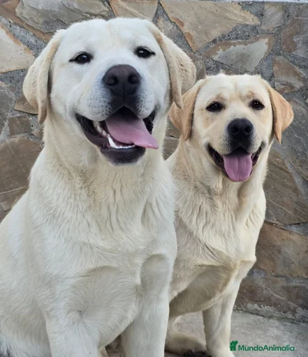 Imagen de galería {{count}}