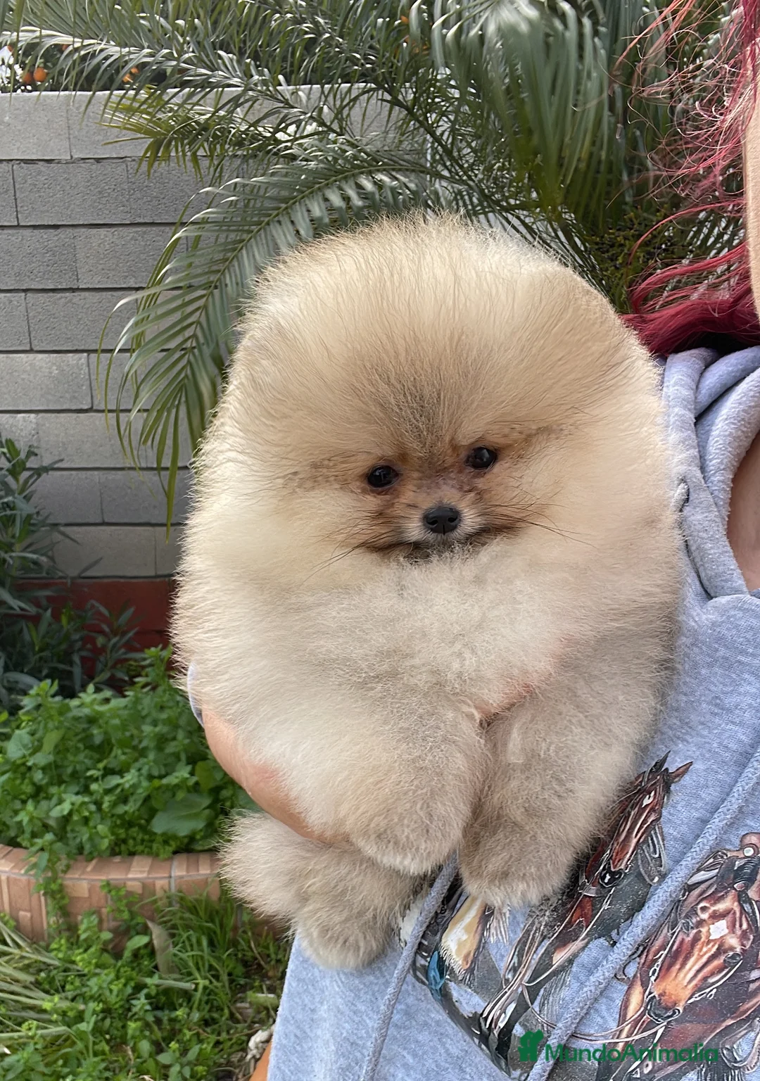 Pomerania perros en venta: Pomerania Súper mini y TOP calidad - Anuncio 1