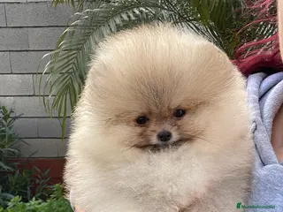 Pomerania perros Pomerania Súper mini y TOP calidad - Anuncio 1
