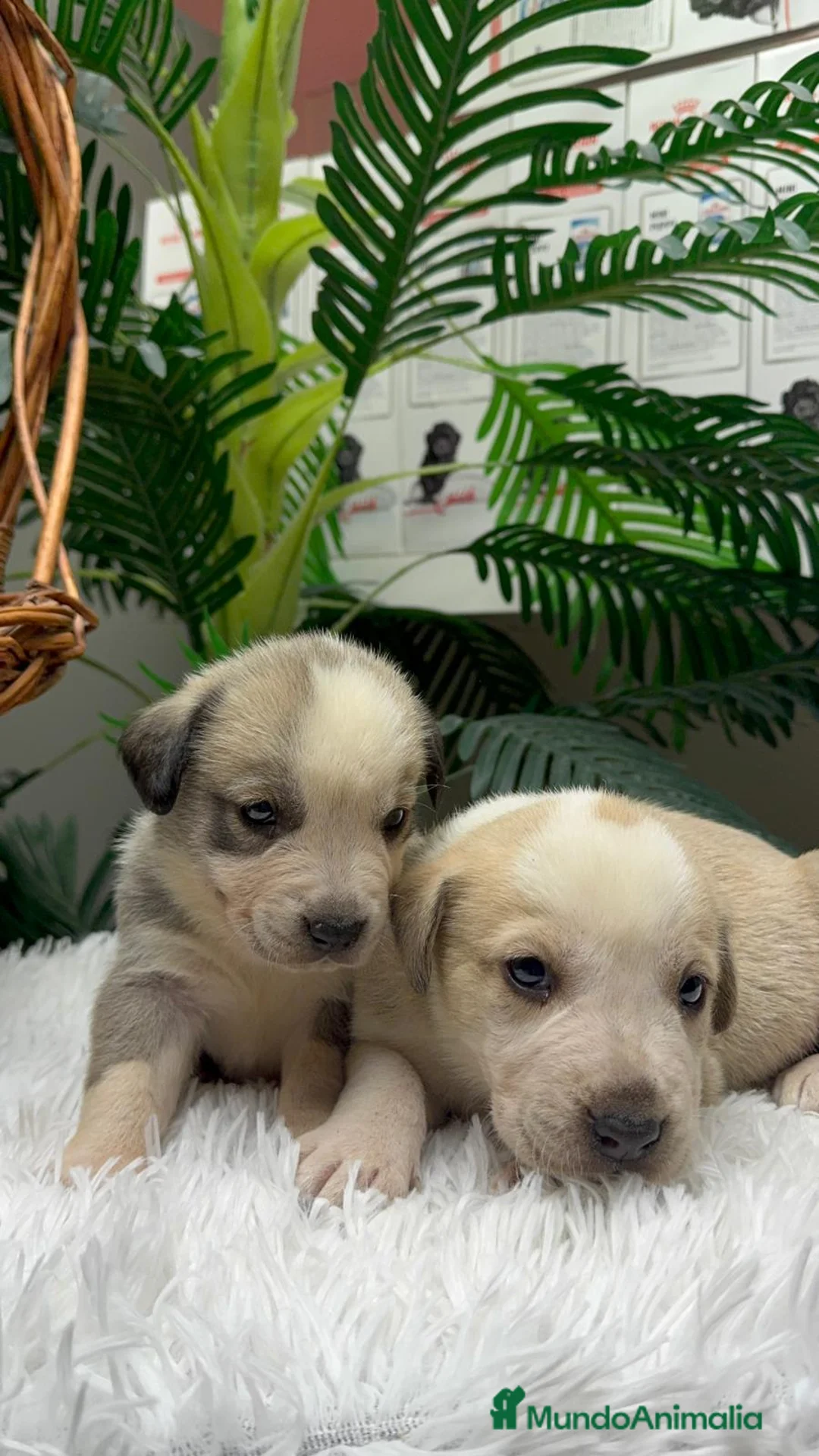 Mastín Español perros en venta: MASTIN ESPAÑOL - Anuncio 3